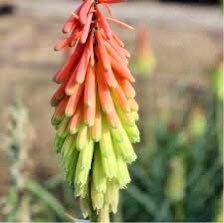 Kniphofia “Fire Dance” Seeds ~ Red Hot Poker ~ Torch Lily ~ Tritoma ~ Rare ~ Exotic ~ Easy Care