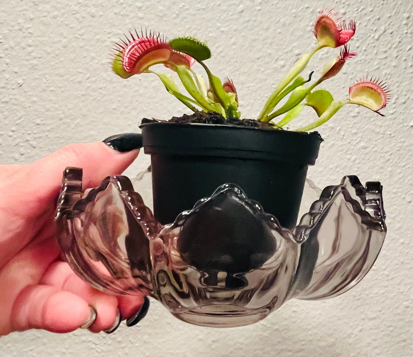 Venus Flytrap with Flower Vase ~ Dionaea Muscipula ~ Carnivorous Plants ~ Carnivore ~ Houseplant