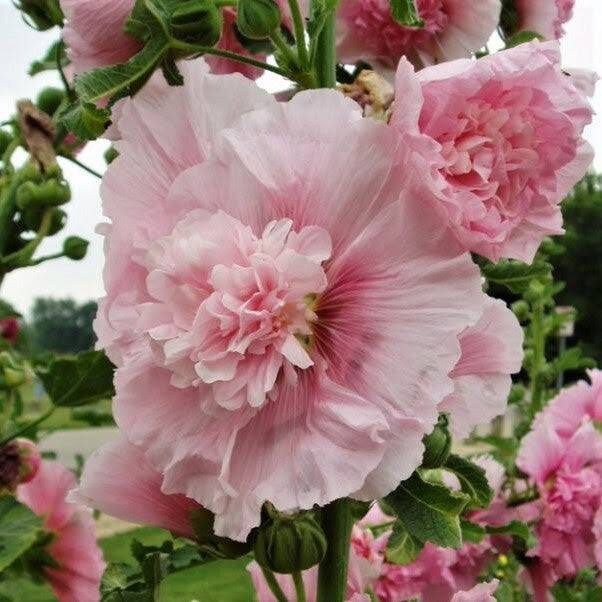 Summer Carnival Hollyhock Seeds ~ Flower ~ Seeds ~ Gifts ~ Grow Your Own ~ Spring Flowers ~ Instead of Flowers