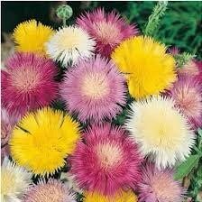 Amberboa Moschata ‘Crown Mixture’ Seeds ~ Plants ~ Garden ~ Grow Your Own ~ Spring Flowers ~ Instead of Flowers