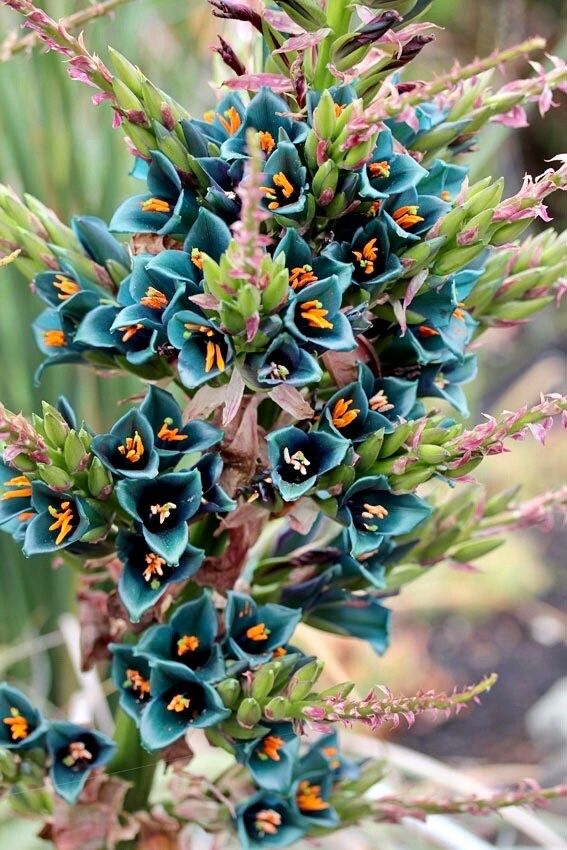 Rare Sapphire Tower Seeds ~ Puya Alpestris ~ Puya Alpestris Gaytic ~ Exotic ~ Beautiful ~ Jade