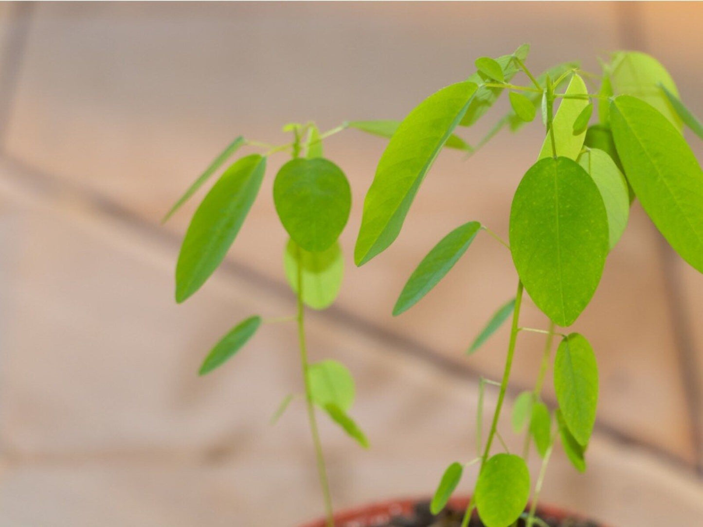 SMALL Dancing Telegraph Plant Starter Grow Kit~Dancing Tree~Dancing Grass~Dancing Plant~Codariocalyx Motorius~Semaphore~Telegraph Plant