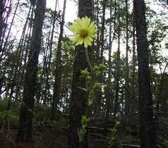 Silphium Glutinosum Seeds ~ Sticky Rosinweed ~ Unique and Rare