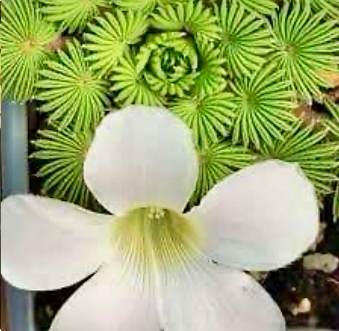 Oxalis Palmifrons Seeds ~ Palm Leaf Oxalis ~ Plants ~ Garden ~ Houseplants