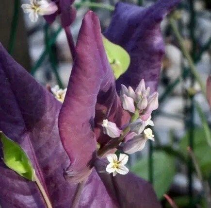 Streptanthus Farnsworthianus Seeds ~ Farnsworth’s Jewel Flower ~ Blooms ~ Climbing Perennial ~ Grow Your Own ~ Spring