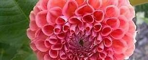 Miniature Ball Dahlia ‘Barbarry Red Baron’ Seeds ~ Plants ~ Garden