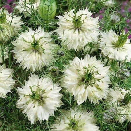 Nigella Miss Jekyll White Seeds ~ Love-in-the-Mist ~ Spring Flowers ~ Spring Time ~ Bouquets ~ Fresh Flowers