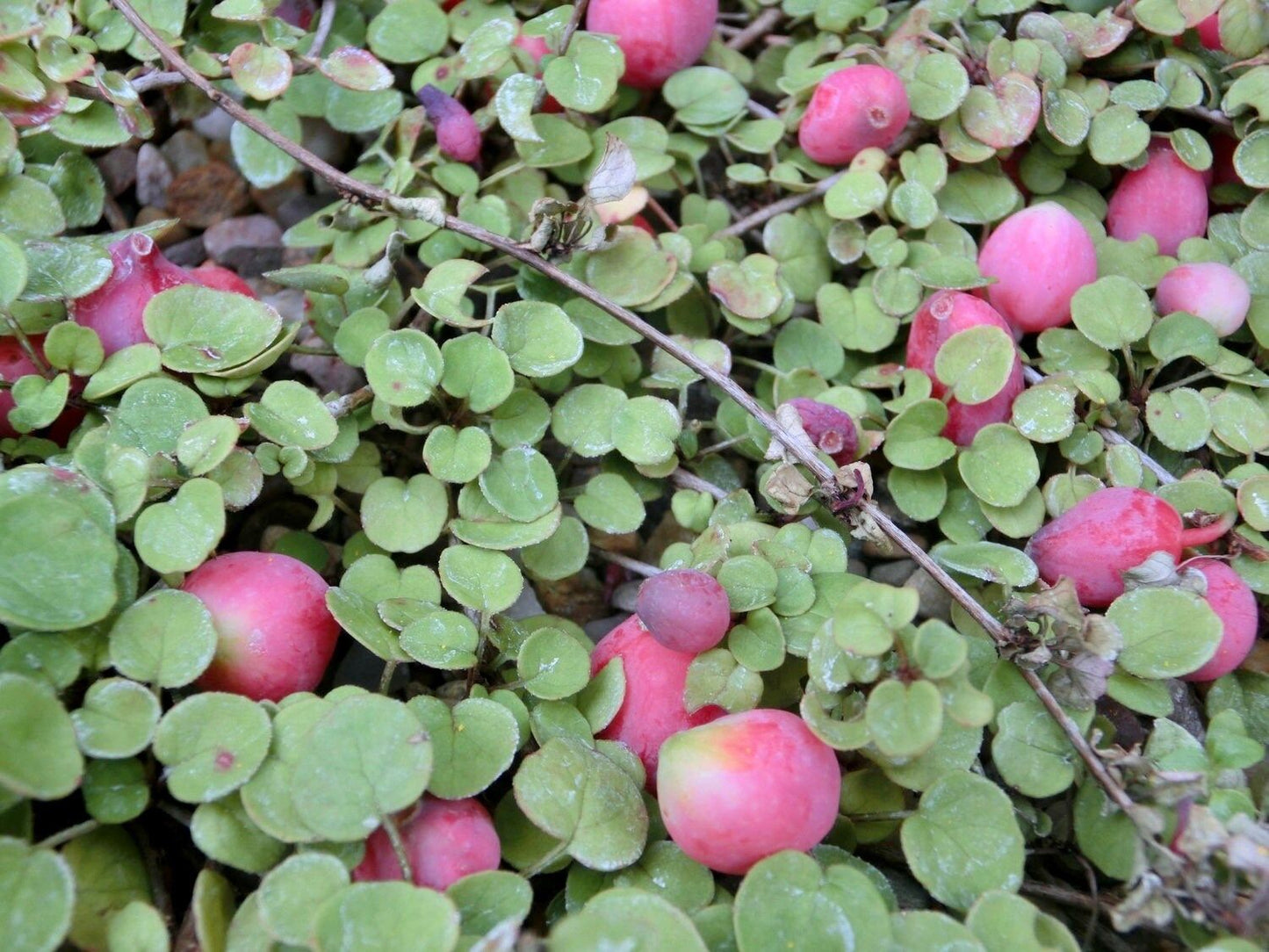 The Creeping Fuchsia Seeds ~ Fuchsia Procumbens ~ Exotic ~ Unique ~ Fun ~ Bees ~ Butterflies ~ Beautiful Flowers