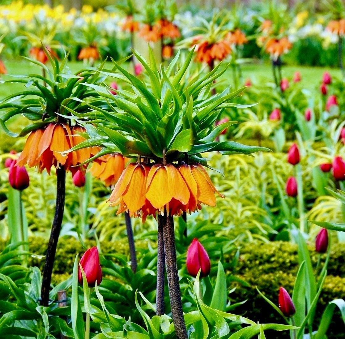 Orange Crown Imperialis Seeds ~ Fritillaria Imperialis ~ Exotic ~ Unique ~ Fun ~ Bees ~ Butterflies ~ Beautiful Flowers ~ Dr Seuss