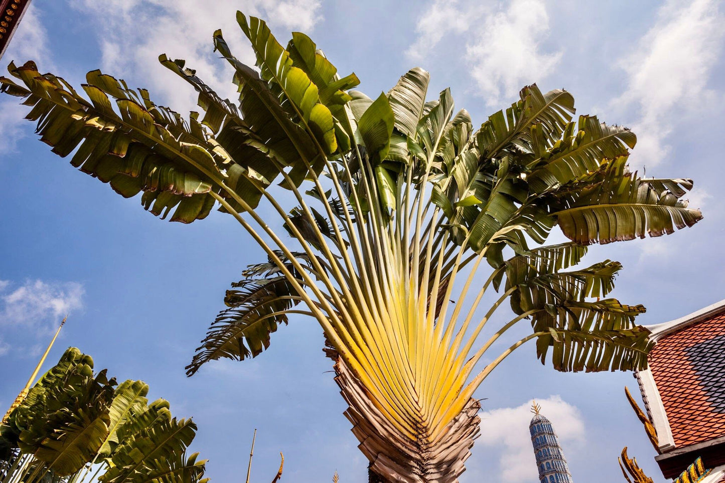 Traveler’s Palm Seeds ~ Ravenala Madagascariensis ~ Unique ~ Rare ~ Palm Tree ~ Exotic ~ Garden ~ Grow Your Own ~ Crop ~ Plant