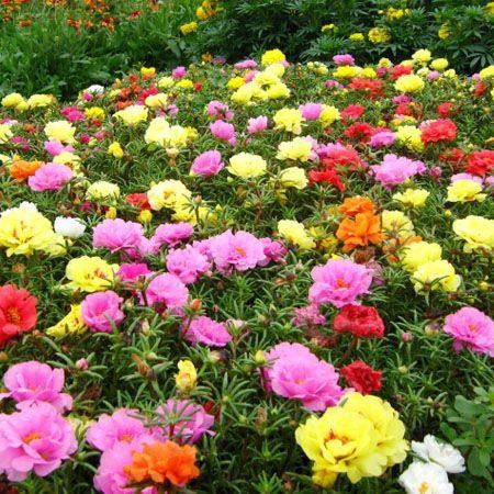 Mixed Color Moss Seeds ~ Rose Purslane Double Flower Seeds ~ Plants ~ Garden ~ Grow Your Own ~ Spring Flowers