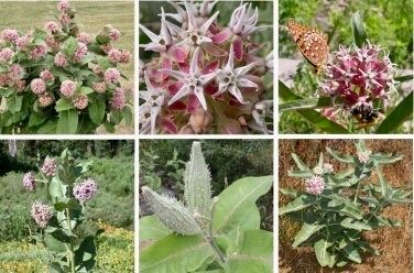 Black Asclepias Syriaca Seeds ~ Milkweed ~ Butterfly ~ Plants ~ Garden ~ Grow Your Own ~ Spring Flowers ~ Instead of Flowers ~ Flowers