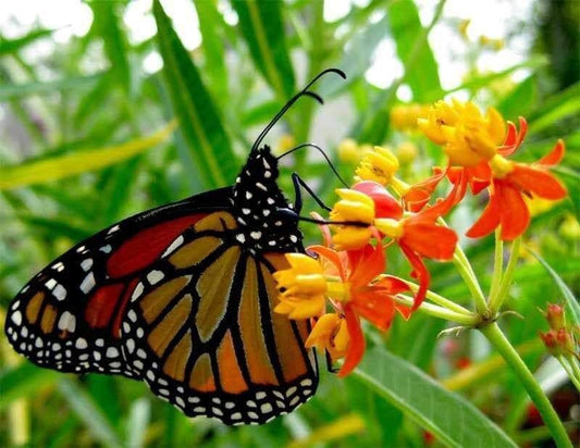 Bloodflower Seeds ~ Asclepias Curassavica ~ Milkweed ~ Seeds ~ Butterflies ~ Gifts ~ Grow Your Own ~ Spring Flowers ~ Instead of Flowers