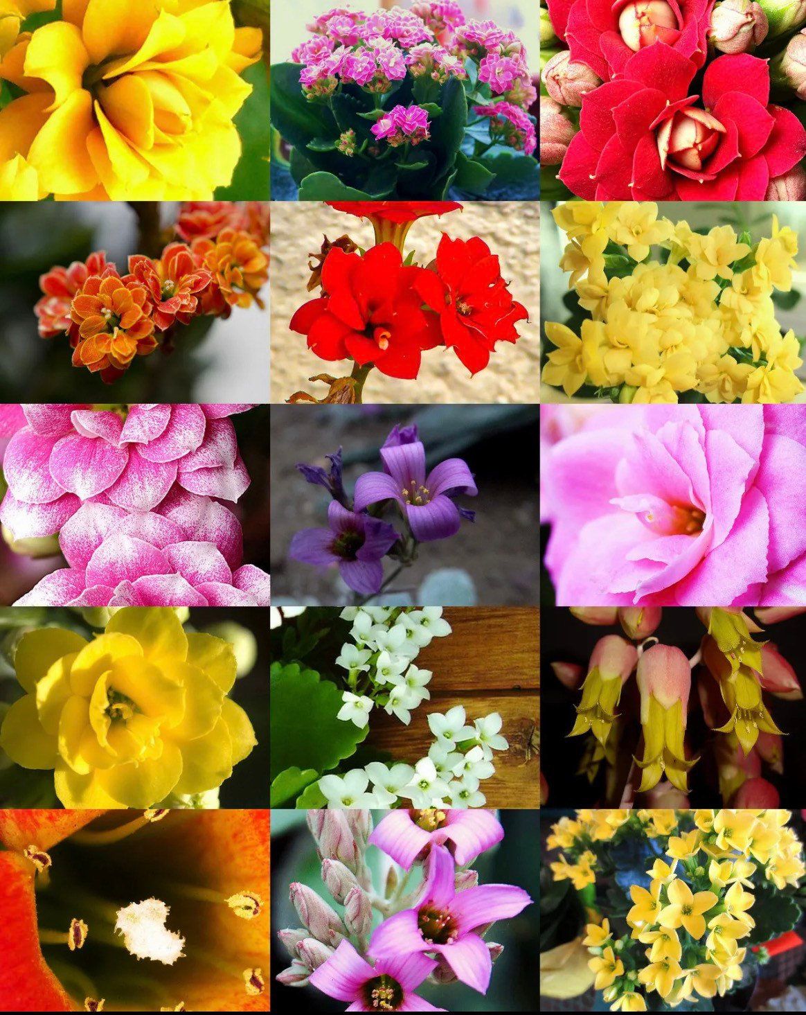 Flowering Kalanchoe Mix Seeds ~ Exotic ~ Cactus ~ Flower ~ Succulents ~ Succulent ~ Easy Care