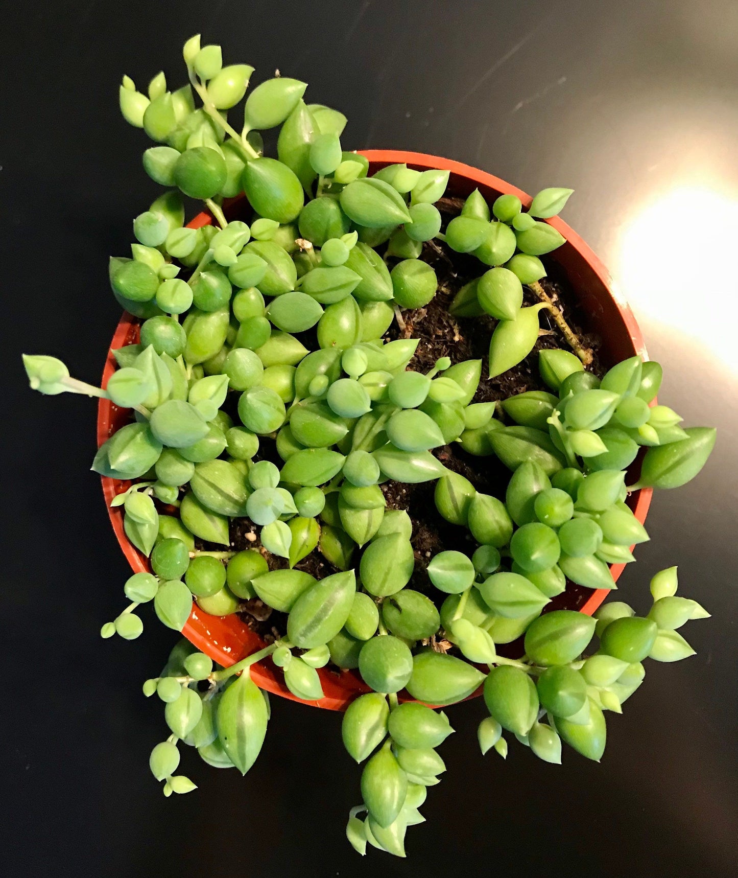 Senecio Herreanus ~ String of Tears ~ Senecio ~ String of Beads ~ String of Tears ~ String of Watermelons, Gooseberry Plant ~ String of Rain