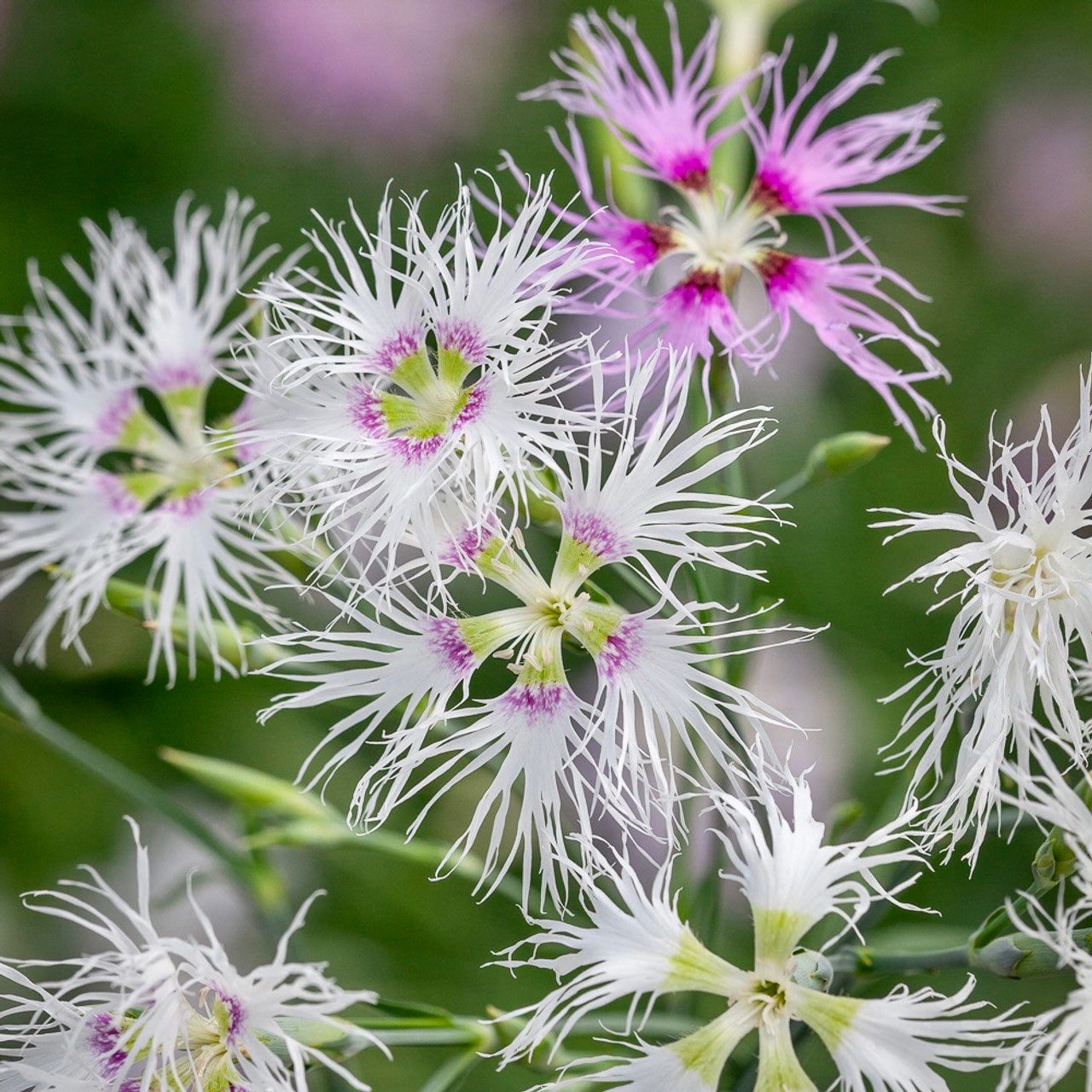 Dianthus Superbus Seeds ~ Fringed Pink ~ Grow Your Own ~ Pretty Flowers ~ Cool Flowers ~ Pink ~ Flowers ~ Flowering ~ Garden ~ Fringe