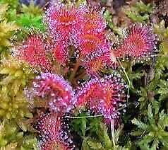 Drosera Intermedia Starter Grow Kit ~ Spoonleaf Sundews ~ Carnivorous Plants ~