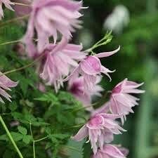 Mixed Clematis Double Large Flower Seeds ~ Macropetala ~  Fragrance Flowers ~ Garden ~ Grow Your Own ~ Spring Flowers ~ Instead of Flowers