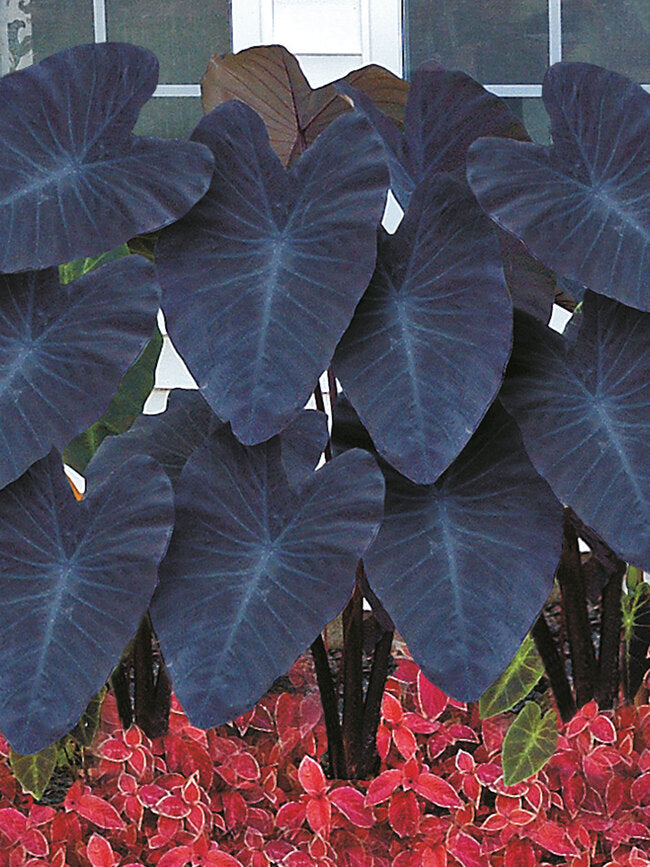 Colocasia Black Magic Seeds ~ Black Elephant Ear Plant ~ Taro ~ Araceae ~ Houseplants ~ Green House ~ Gardening ~ Spring ~ Cool Plants