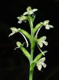 Platanthera Clavellata Seeds ~ Little Club-Spur Bog-Orchid ~ Orchids ~ Usual Flowers ~ Exotic Flower