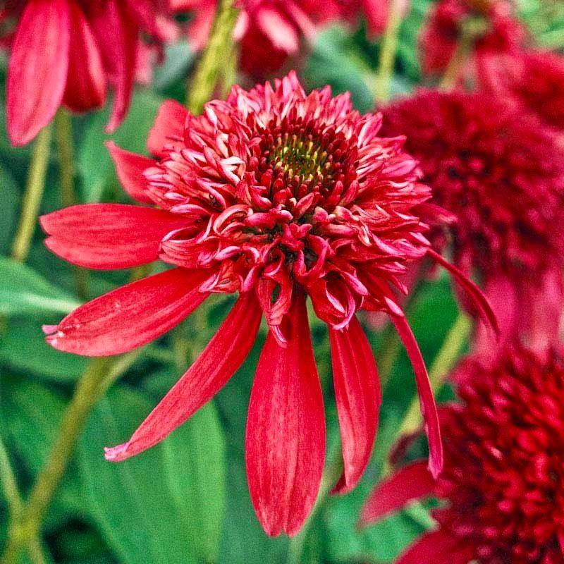 Double Cranberry Coneflower Seeds ~ Echinacea Hybrid ~ Flowering Plant ~ Unusual Flowers ~ Flower ~ Growing Flowers ~ Garden ~ Plant