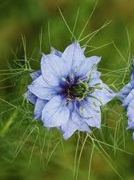 Nigella Damascena Miss Jekyll Light Blue Seeds ~ Love-in-the-Mist ~ Rare ~ Rare Plants