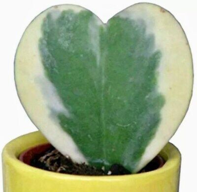 Hoya Kerrii Variegata Seeds ~ Sweetheart Plant Lucky ~ Heart Succulent Home ~