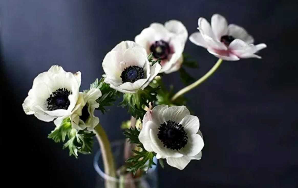 White Japanese Anemone Seeds ~ Anemone Hupehensis ~ Thimbleflower ~ Wildflowers ~ Heirloom ~ Bouquet ~ Fresh Cut Flowers ~ Wedding