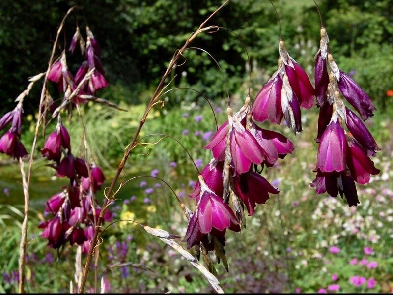 fairy fishing pole plant Blackbird Angel’s Fishing Rod ~ Dierama ~ Plants ~ Garden ~ Grow Your Own ~ Spring Flowers ~ Instead of Flowers ~ Bouquets