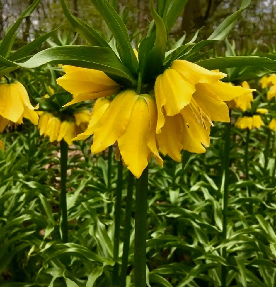 Yellow Crown Imperialis Seeds ~ Fritillaria Imperialis ~ Exotic ~ Unique ~ Fun ~ Bees ~ Butterflies ~ Beautiful Flowers ~ Dr Seuss