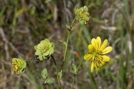 Silphium Glutinosum Seeds ~ Sticky Rosinweed ~ Unique and Rare