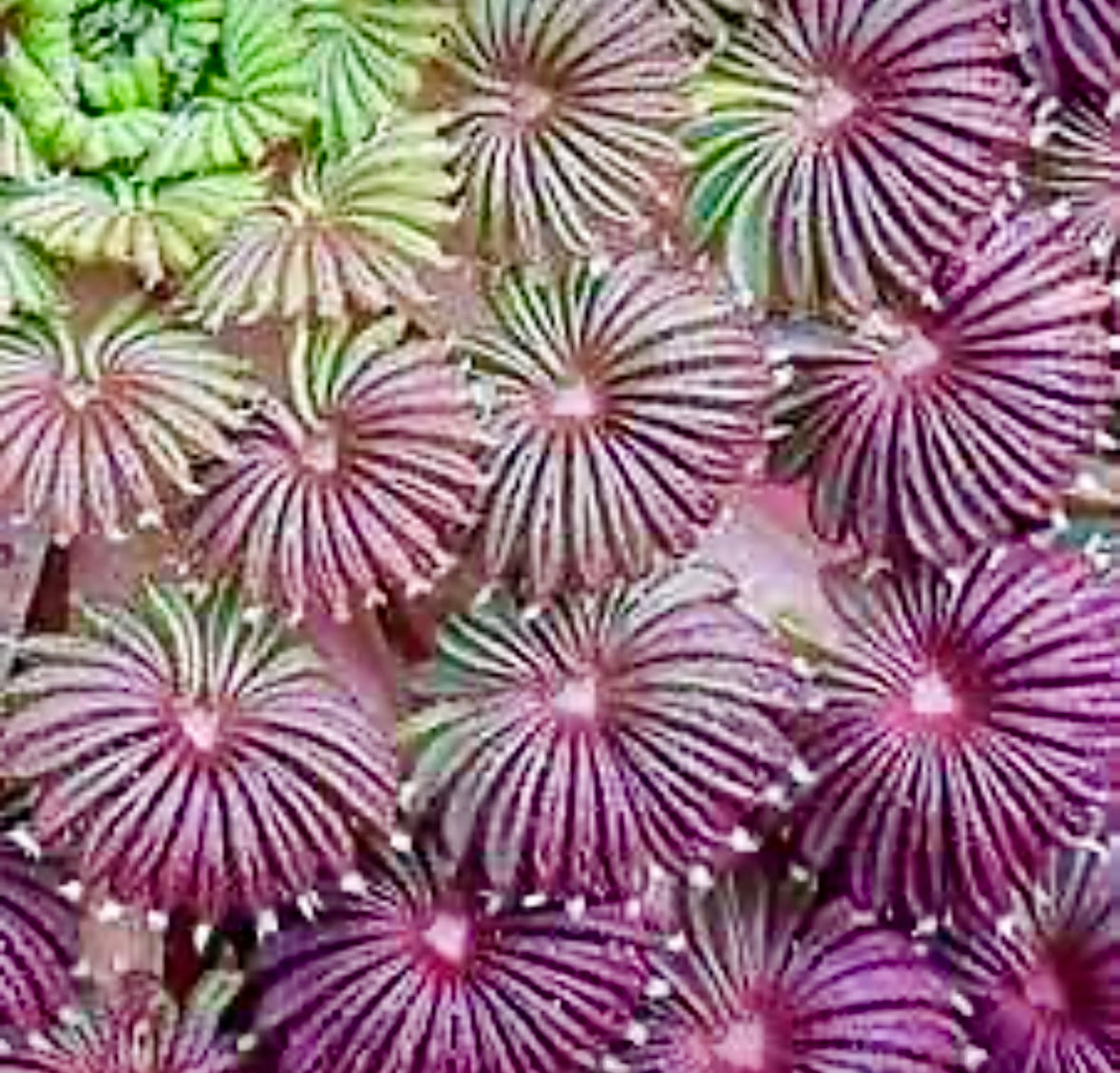 Oxalis Palmifrons Seeds ~ Palm Leaf Oxalis ~ Plants ~ Garden ~ Houseplants