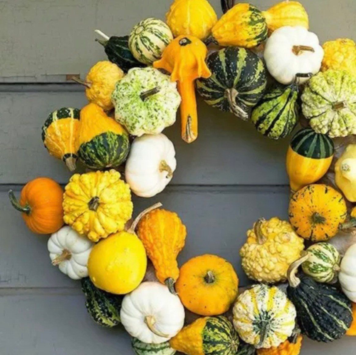 Decorative Mix Gourd Seeds ~ Grow Your Own ~ Crafts ~ Autumn