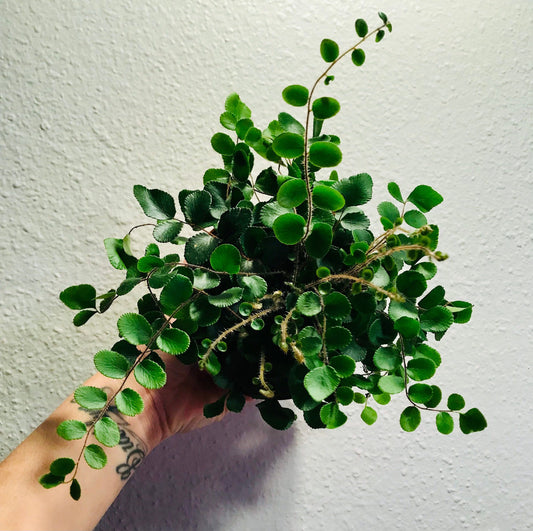 Button Fern ~ Cliff Brake ~ Round-Leafed Fern ~ Tarawera ~ Pellaea Rotundifolia