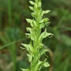 Platanthera Aquilonis Seeds ~ Northern Green Orchid ~ North Wind Bog Orchid ~ Orchids ~ Usual Flowers ~ Exotic Flower