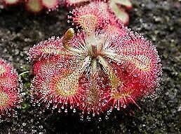 Drosera Intermedia Starter Grow Kit ~ Spoonleaf Sundews ~ Carnivorous Plants ~