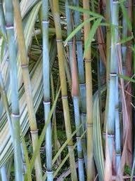 Blue Bamboo Seeds ~ Fountain ~ Privacy Climbing ~  Cyrtostachys Renda Tree ~ Gardening ~ Spring