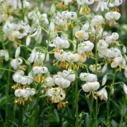 White Turk’s Cap Lily Seeds ~ Malvaviscus arboreus var. drummondii ~ Lilium Martagon ~ Cut Flowers ~ Bouquets ~ Pretty ~ Christmas Flowers