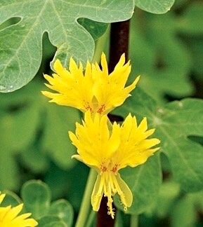 Yellow Canary Bird Vine Seeds ~ Tropaeolum Peregrinum ~ Canary Creeper ~ Canary Bird Flower ~ Edible Flowers ~ Bird Lovers ~ Exotic ~ Unique