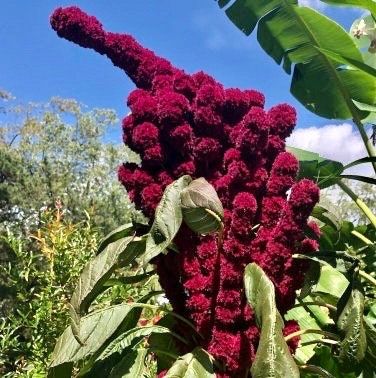 Amaranth Elephant Head Seeds ~ Amaranthus Gangeticus ~ Unique ~ Dried Flowers ~ Bouquets ~ Bizarre