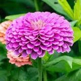 Zinnia “Zinderella” Lilac Seeds ~ Flower Seeds ~ Plants ~ Garden ~ Spring Flowers ~ Bouquet ~ Flowers ~ Fresh Cut Flowers