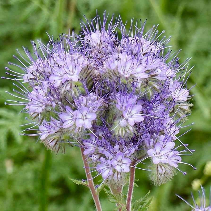 Phacelia Lacy Tanacetifolia Seeds ~ Facelia Garden ~ Wildflowers ~ Pretty Flowers ~ Garden ~ Gardening