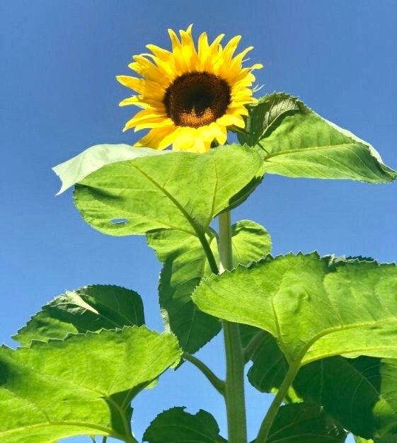 Giant ‘Sunzilla’ Sunflower Seeds ~ Helianthus Annuus ~ Pretty Flowers ~ Garden ~ Fall ~ Heirloom Seeds ~ Autumn ~ Huge