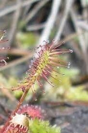 Drosera Intermedia Seeds ~ Spoonleaf Sundews ~ Carnivorous ~ Bug Eating ~ Oblong-leaved Sundew ~ Carnivore