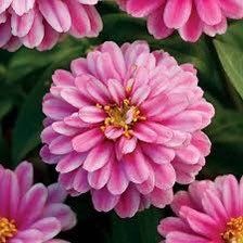 Zahara Double Raspberry Ripple Zinnia Seeds ~ Flower Seeds ~ Plants ~ Garden ~ Grow Your Own ~ Spring Flowers ~ Instead of Flowers ~ Flowers