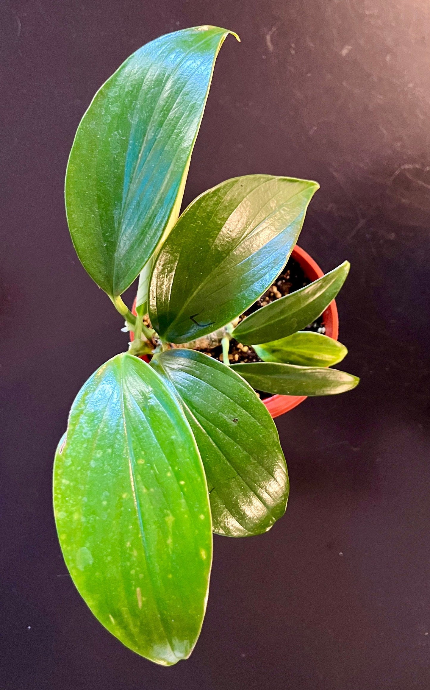 Dragon Tail ~ Rhaphidophora Decursiva ~ Araceae ~ Live Houseplant