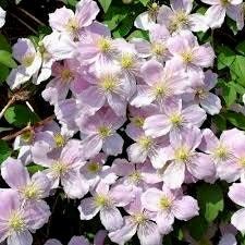 Pink Fragrant Spring Clematis Seeds ~ Montana ~ Fragrance Flowers ~ Vanilla ~ Garden ~ Grow Your Own ~ Spring Flowers ~ Instead of Flowersu