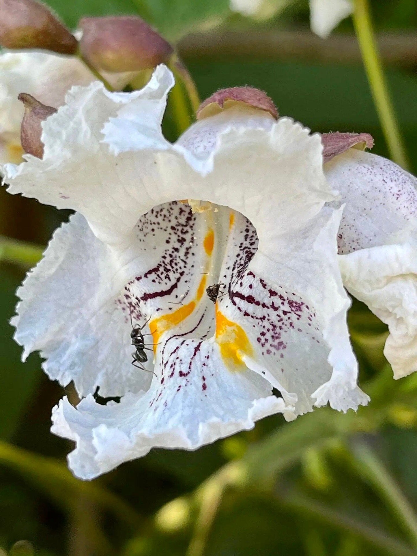 Showy Catalpa Tree Seeds ~ Catawba Catalpa Speciosa ~ Flowers ~ Home Garden ~ Exotic Flower ~ Rare