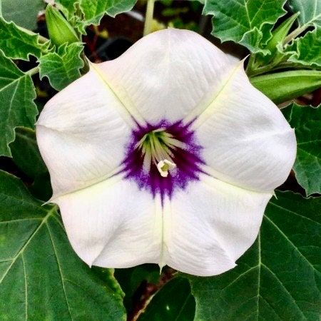 Unique Angel’s Trumpet Seeds ~ Datura Discolor ~ Desert Thornapple ~ Trumpet Creeper ~ Fresh Seeds ~ Blooms ~ Flowers ~ Fragrance ~ Pretty