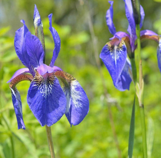 Iris Setosa Nana Seeds ~ Iris ~ Garden ~ Grow Your Own ~ Spring Flowers ~ Instead of Flowers ~ Beautiful ~ Spring ~ Flowers ~ Grow ~ Garden